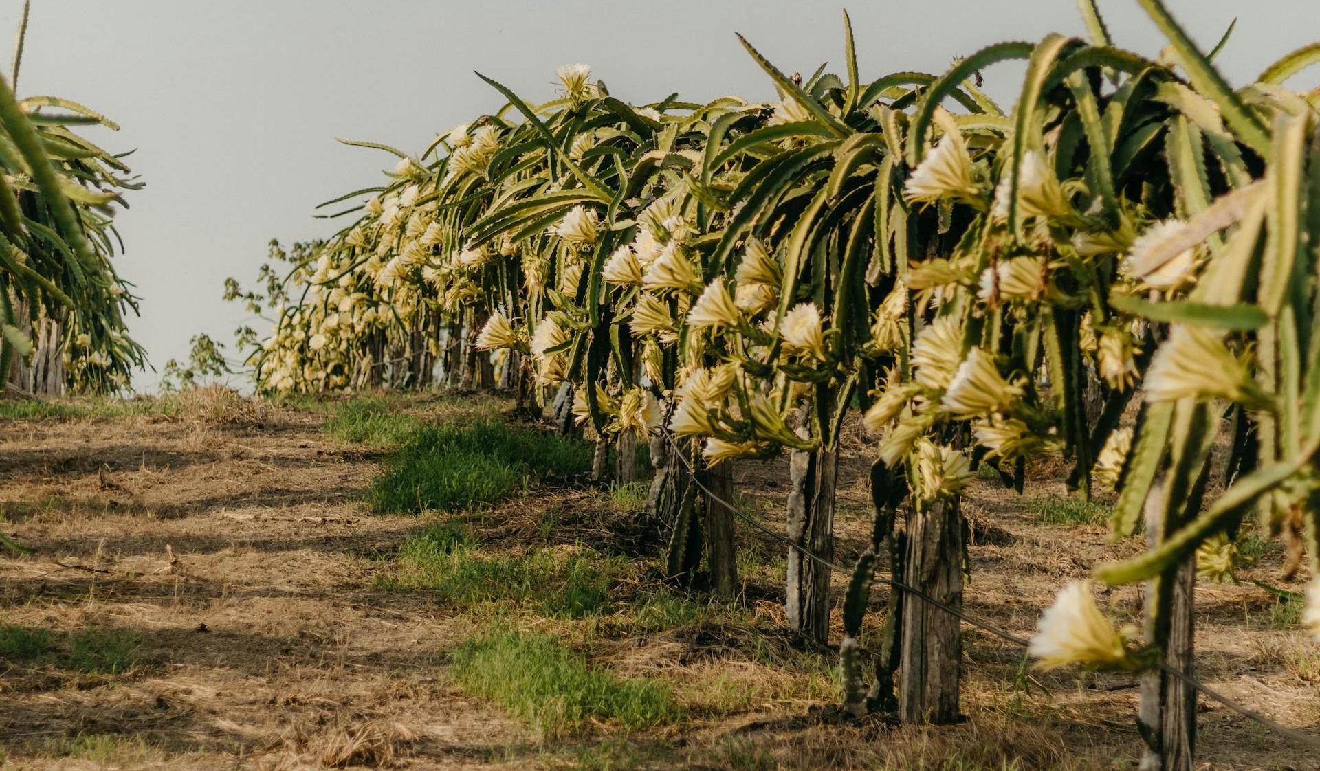 SEO Case Study: Starlight Nursery (18-Month SEO Campaign)